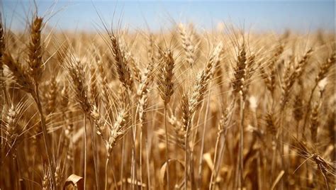 Buğday Fiyatları - Anlık Güncellemeler