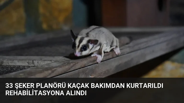 33 Şeker Planörü Kaçak Bakımdan Kurtarıldı Rehabilitasyona Alındı