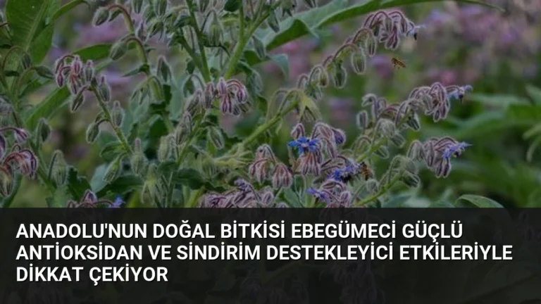 Anadolu’nun Doğal Bitkisi Ebegümeci Güçlü Antioksidan ve Sindirim Destekleyici Etkileriyle Dikkat Çekiyor