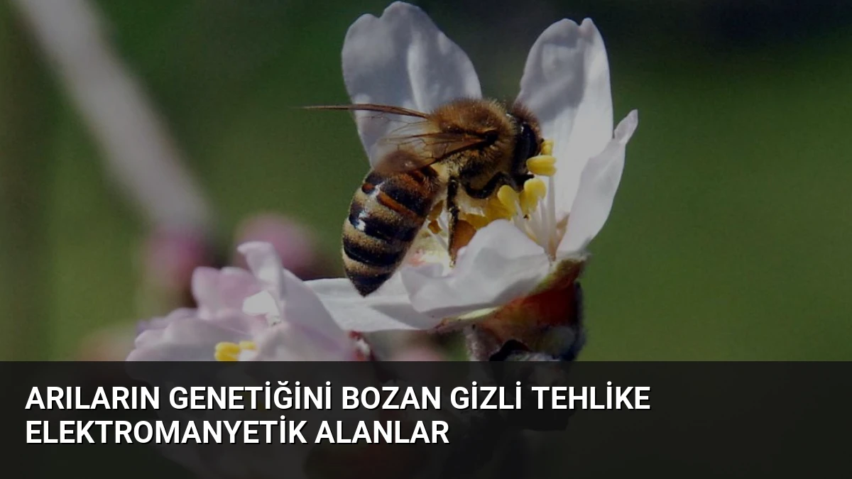 Arıların Genetiğini Bozan Gizli Tehlike Elektromanyetik Alanlar