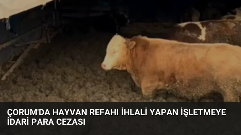 Çorum’da Hayvan Refahı İhlali Yapan İşletmeye İdari Para Cezası