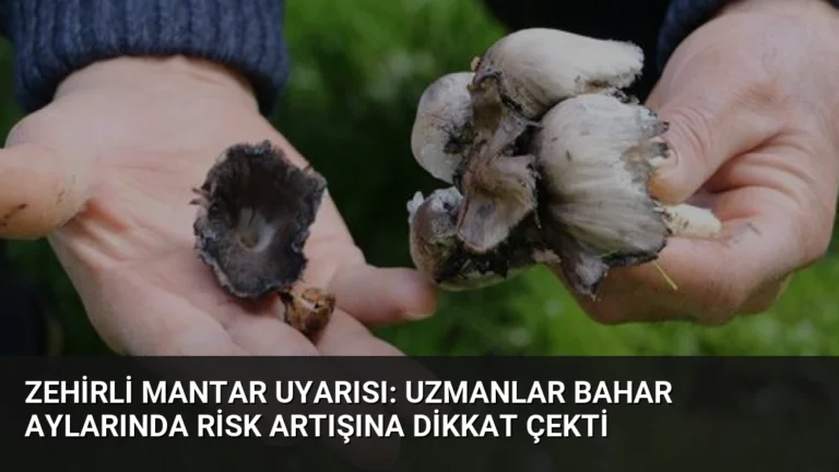 Zehirli Mantar Uyarısı: Uzmanlar Bahar Aylarında Risk Artışına Dikkat Çekti