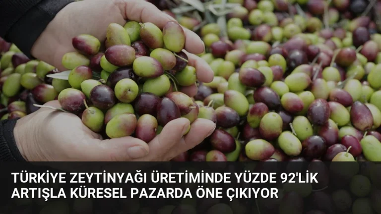 Türkiye Zeytinyağı Üretiminde Yüzde 92’lik Artışla Küresel Pazarda Öne Çıkıyor