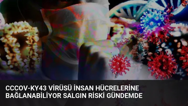 CcCoV-KY43 Virüsü İnsan Hücrelerine Bağlanabiliyor Salgın Riski Gündemde