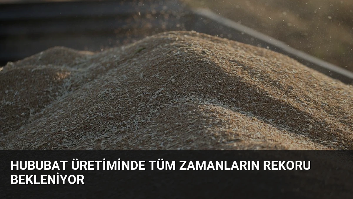 Hububat üretiminde tüm zamanların rekoru bekleniyor