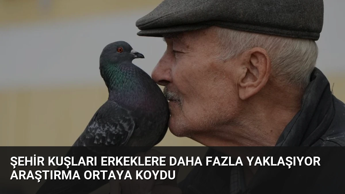 Şehir Kuşları Erkeklere Daha Fazla Yaklaşıyor Araştırma Ortaya Koydu