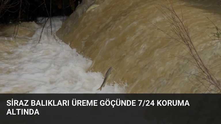 Siraz Balıkları Üreme Göçünde 7/24 Koruma Altında