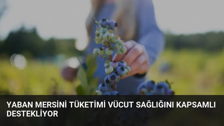 Yaban Mersini Tüketimi Vücut Sağlığını Kapsamlı Destekliyor