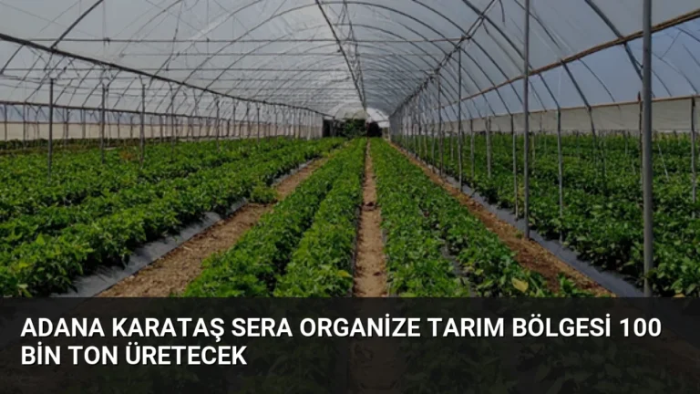 Adana Karataş Sera Organize Tarım Bölgesi 100 Bin Ton Üretecek