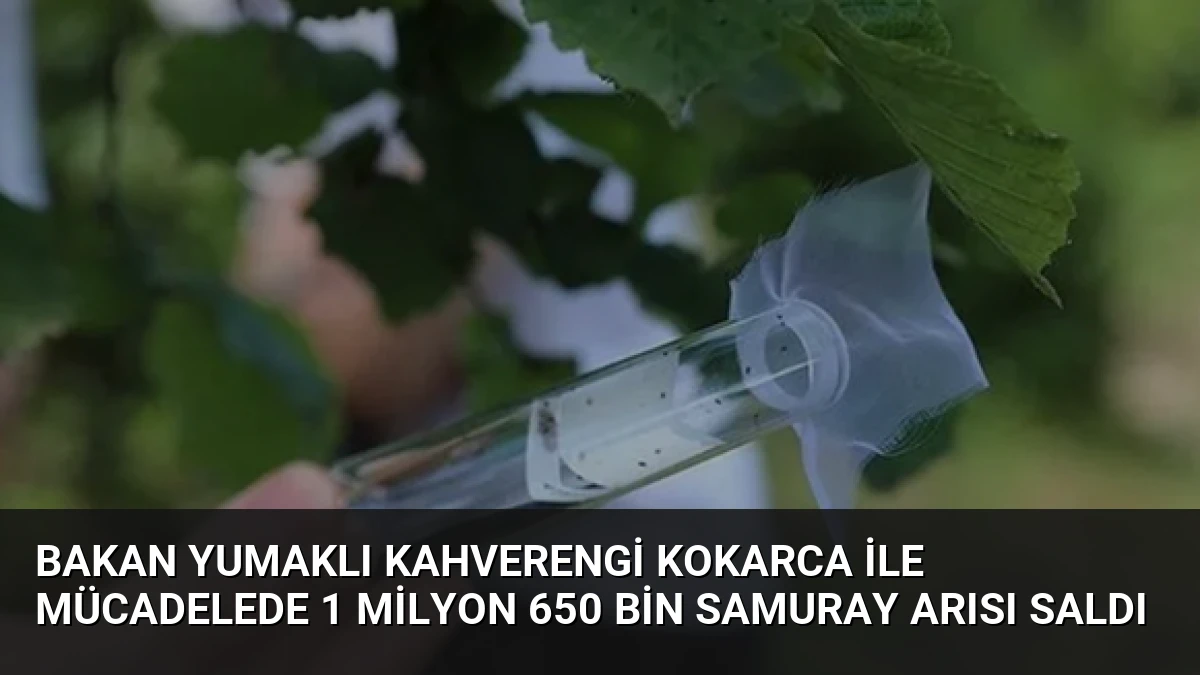 Bakan Yumaklı Kahverengi Kokarca ile Mücadelede 1 Milyon 650 Bin Samuray Arısı Saldı